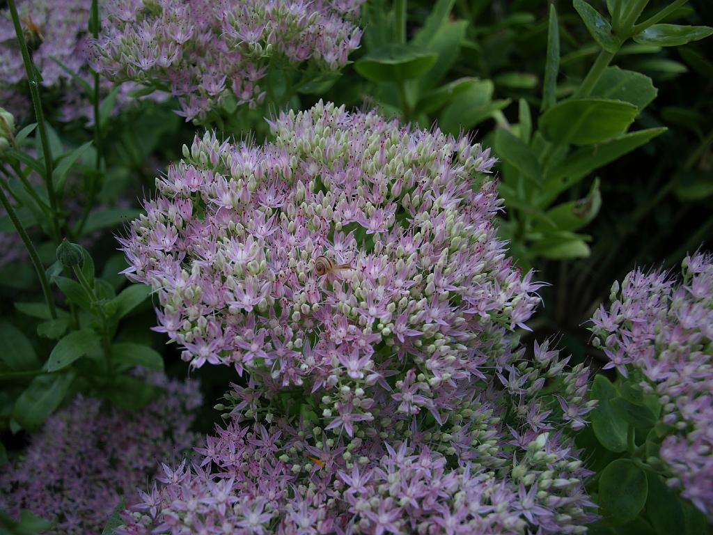 Erdély_2008_63.jpg - virág.