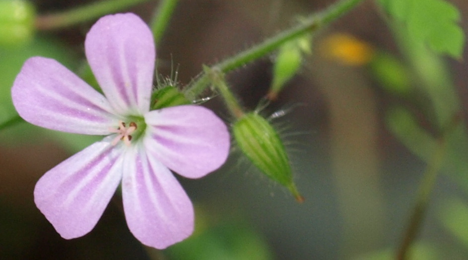 95.JPG - Egy virág a sok közül.